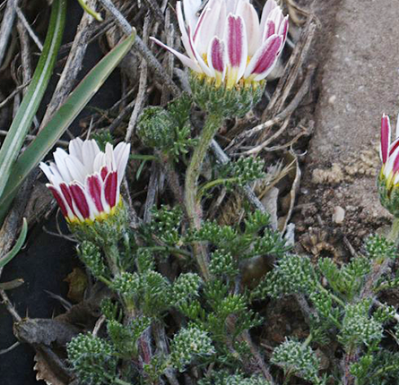 Healthy akarkara plant with green leaves