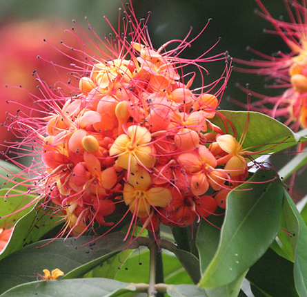 Ashok Plant with flower