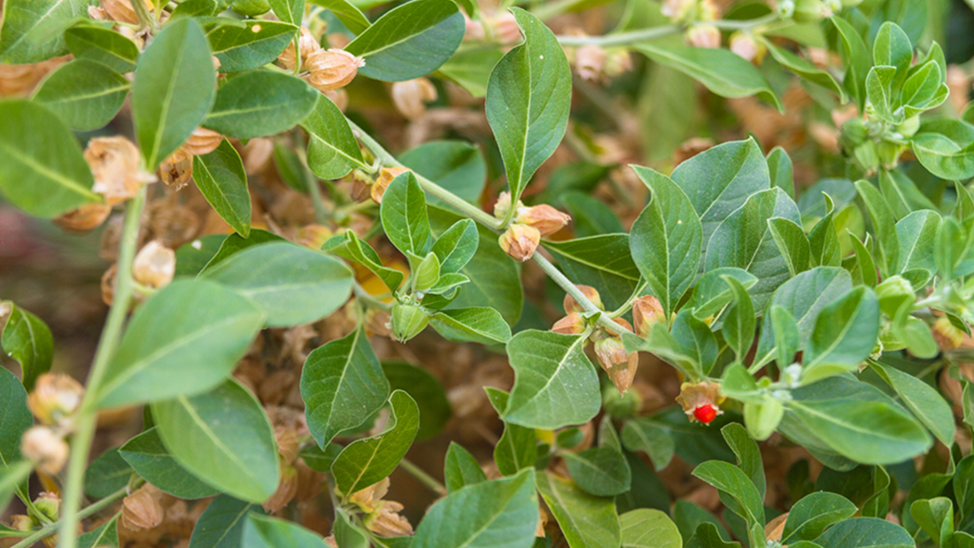 How Ashwagandha Capsules Promote Better Sleep