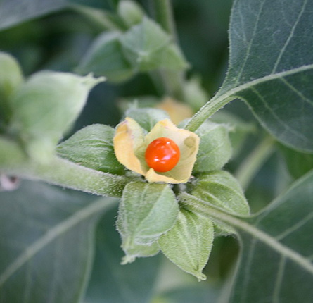 Lush green ashwagandha plant with red berries