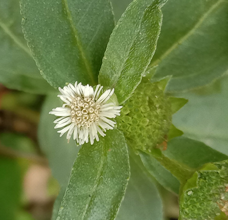 Bhringraj leaves with flower