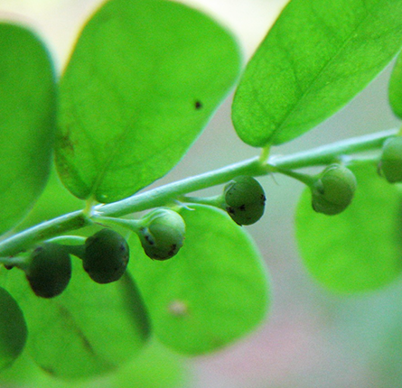 Freshly picked organic bhumiamla leaves 