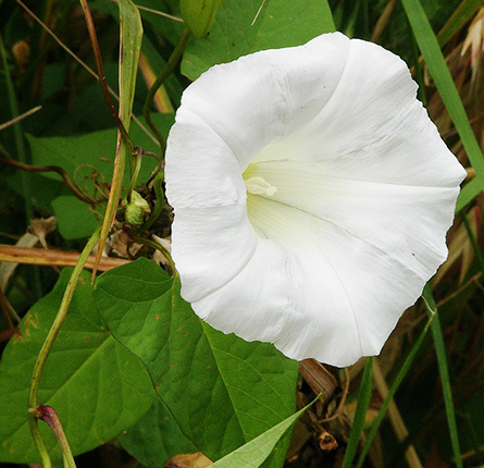 Brahmi plant with flower