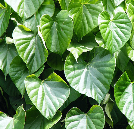 Organic giloy stem and leaves 