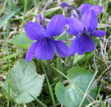 Gul Banafsha plant purple flowers 