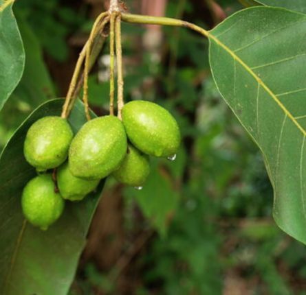 Harad Fruit