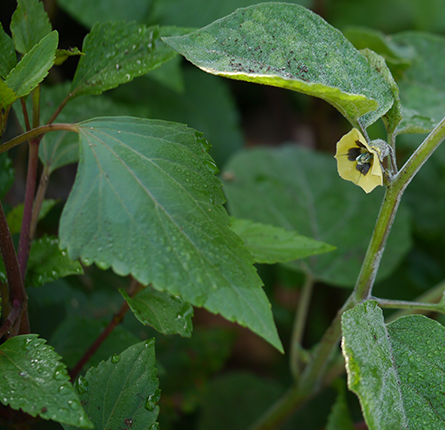 makoy plant