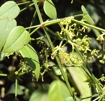 manjistha plant