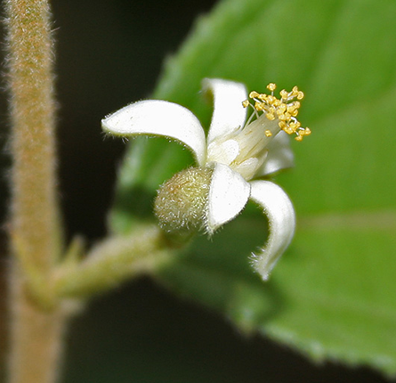 Nagbala Plant with Flower