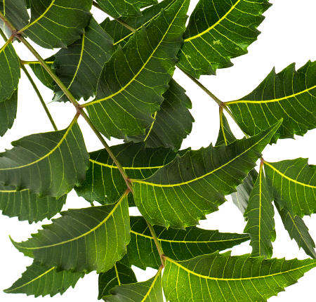 Fresh neem leaves