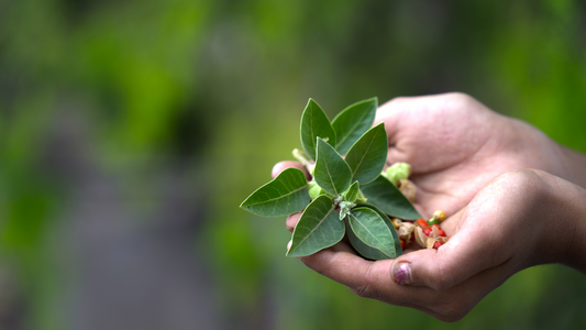 Organic Ashwagandha