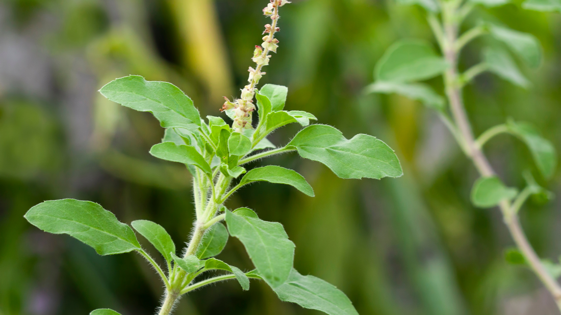 Organic Tulsi