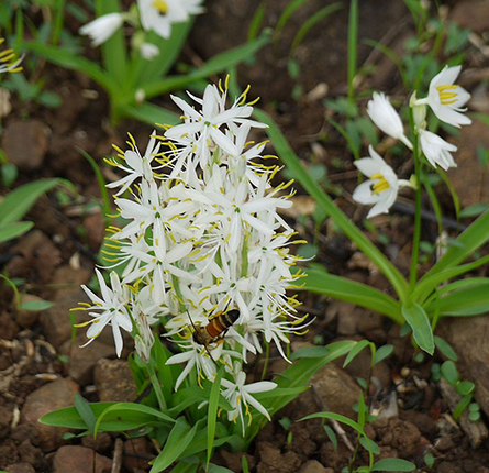 Safed Musli Plant with Flower