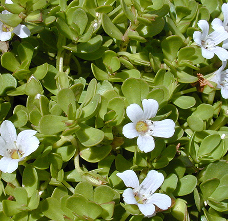 Shankhpushpi plant with flowers