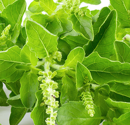 Fresh tulsi plant with leaves and flowers