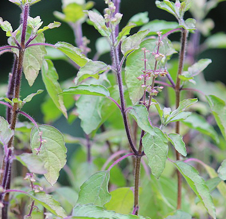 Tulsi Plant